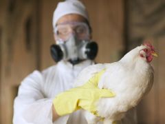 تشيلي تسجل أول إصابة بشرية بإنفلونزا الطيور