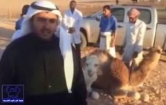 بالفيديو.. مواطن ينحر “قعودين” صدقةً عن الملك عبدالله وتهنئةً للملك سلمان