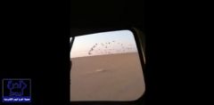 بالفيديو.. شباب يطاردون سرب من” الطيور ” يصورون من داخل سيارة لحظة انقلابهم