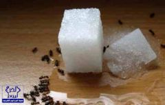 5 طرق طبيعية للتخلص من النمل المنزلي دون الحاجة لمبيدات