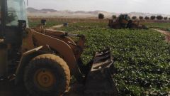 مكة: إزالة مزارع تُسقى بمياه ملوثة