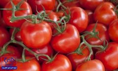 دراسة.. الطماطم تؤخر عوامل الشيخوخة