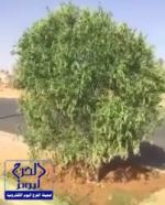 بالفيديو.. “أمانة الجوف” توضح حقيقة فيديو طلاء الأشجار اليابسة باللون الأخضر
