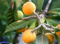 20 فائدة طبية وعلاجية لفاكهة «الأسكدنيا»