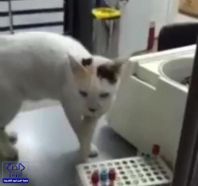 بالفيديو.. “صحة مكة” تحقق في مقطع فيديو أظهر “قطاً” يتجول في أحد المستشفيات