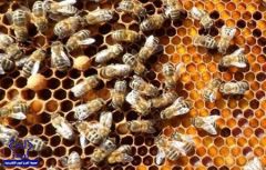 5 فوائد جديدة لعسل النحل