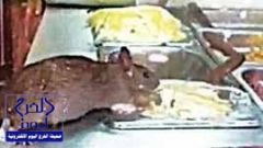 بالفيديو.. فأر يأكل من الأطعمة داخل مطعم شهير بجدة.. و”الأمانة” تغلقه