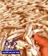 بالفيديو.. نفوق آلاف الأسماك في شاطئ العباسي بينبع
