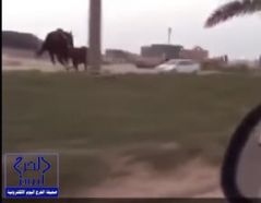 بالفيديو.. اصطدام سيارة بحصانين هائجين على طريق سريع في الخبر