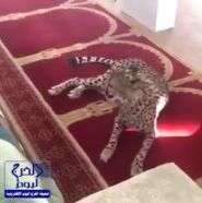 بالفيديو.. “نمر” يفاجئ المصلين داخل أحد المساجد بمدينة بريدة