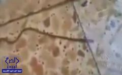 بالفيديو.. معلمة ترصد انتشار أفاعٍ في مدرستها نتيجة السيول