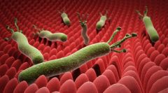 “بكتيريا المعدة” تعجّل بـ”ألزهايمر”
