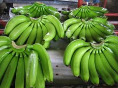 الموز الأخضر يمنع سرطان القولون
