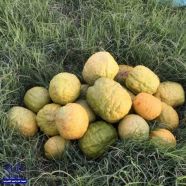 ” الأترجة ” فاكهة المربعانية في وادي الدواسر