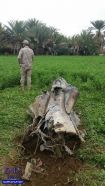 بالصور.. الحهات المعنية تتفقد حطام الصاروخ الحوثي الذي أُسقط في مزرعة بنجران