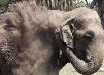 الفيل (أسامة) يقتل بالرصاص في شرق الهند