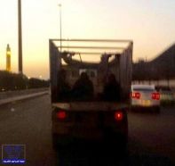 مواطن يوثق نقل عمالة بصندوق مركبة حديدي بالمدينة المنورة