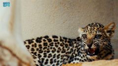 خطوة لحمايته من الانقراض.. “العلا” تعلن ولادة أنثى جديدة للنمر العربي