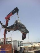 بالفيديو والصور.. صياد بالمدينة المنورة يصطاد سمكة قرش طولها متران ويخرجها بـ “ونش”
