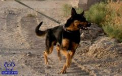 كلبٌ ينقذ شاباً من كلبٍ آخر “بوليسي” كاد يفتك به في الرياض