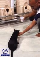 فيديو لشاب يسكب الماء في يده ليروي ظمأ قطة بالحرم المكي ينال إعجابًا واسعًا