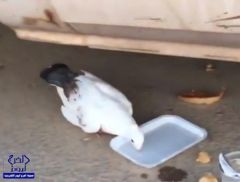 بالفيديو.. مواطن مُسن يرحم حمامة ويسقيها ماءً بعد أن أوشكت على الهلاك