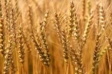 وزارة الزراعة رفعت للمقام السامي درسة حول زيادة سعر شراء القمح من المزارعين