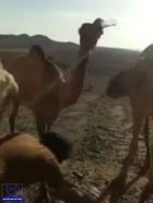 بالفيديو.. جنديان مرابطان يسقيان الإبل العطشى في الصحراء ماءً بارداً