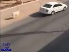بالفيديو: نهاية مؤلمة لخروف هارب.. وآخر يتسبب في حادث تصادم بالرياض