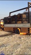 بالصور.. حريق في “دينا” محملة بالمواشي.. وشاب يخاطر بحياته لإنقاذها بعد وفاة سائقها