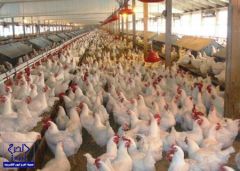 تقرير: المملكة من أكثر الدول استهلاكا للحوم الدجاج.. والإنتاج المحلي لا يغطي الاحتياج