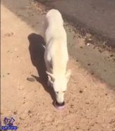 فيديو مؤثر لمواطن يروي ظمأ كلب غلبه العطش