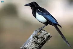 “العقعق”.. جهود ترفض انقراض طائر عسير الشارد