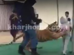 شاهد نمر يهجم على طفلة في مسرح عروض بطريقة مفاجئة.. ومسؤول الفعاليات يعلق