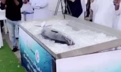 بالفيديو.. بيع سمكة “كنعد” بـ200 ألف درهم بالإمارات