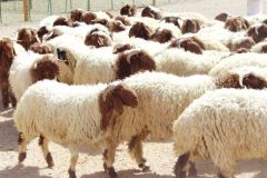 “البيئة” تعلن وصول مليون رأس من الماشية للهدي والأضاحي عبر ميناء جدة