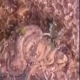 بالفيديو : ثعبان يفاجئ شاب أثناء بحثه عن الفقع