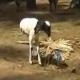 بالفيديو : خروف مولود بقدمين فقط ويمشي بشكل طبيعي سبحان الله،،